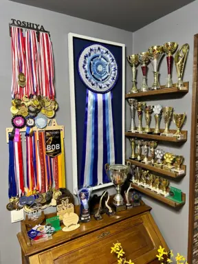 Hodowla Korea Jindo Dog & Shiba Inu 1