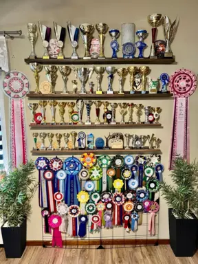 Hodowla Korea Jindo Dog & Shiba Inu 4