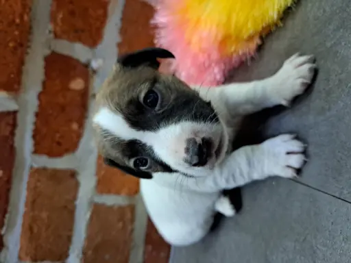 Hodowla - EQUIRUSSELL 1