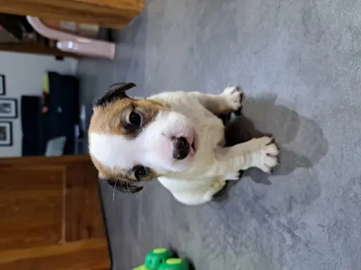 Hodowla - EQUIRUSSELL 2