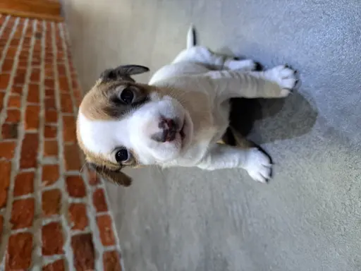 Hodowla - EQUIRUSSELL 3