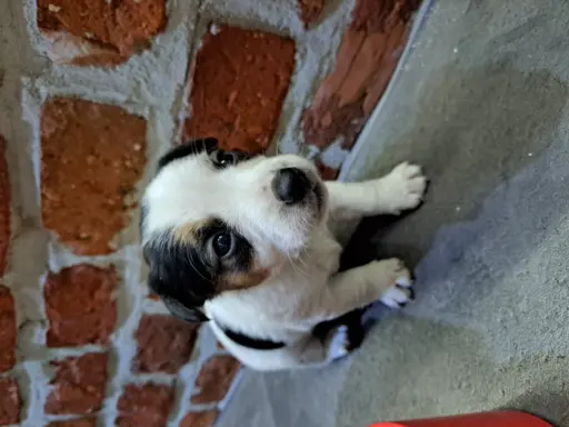 Hodowla - EQUIRUSSELL 4