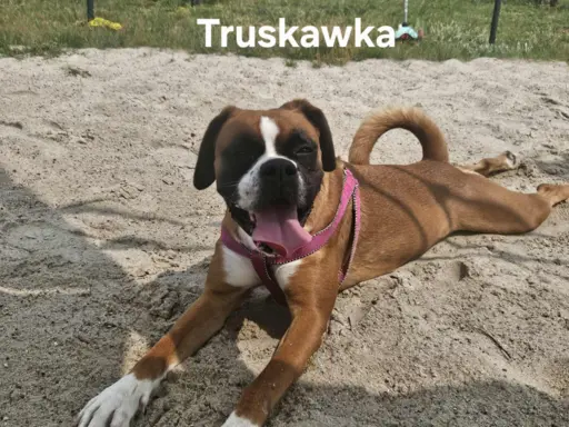 Hodowla - Truskawkowa kraina 1