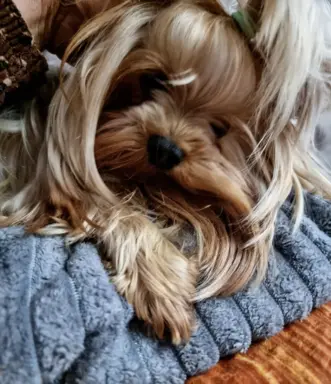 Hodowla - MAGIC PLANET 1