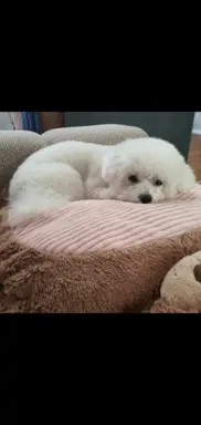 Hodowla - Chmurka z Folwarku 2