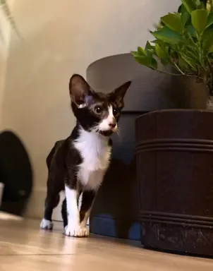 Hodowla - Coconut Cat*PL 1