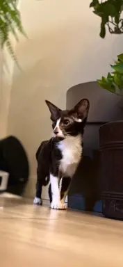 Hodowla - Coconut Cat*PL 2