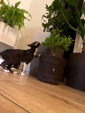 Hodowla - Coconut Cat*PL 3