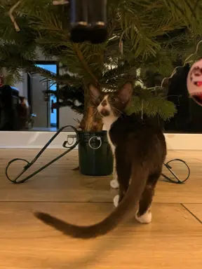 Hodowla - Coconut Cat*PL 4