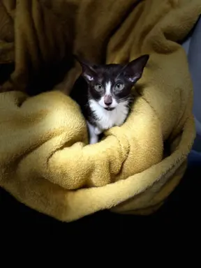 Hodowla - Coconut Cat*PL 7