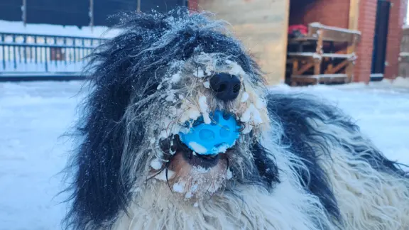 z Agaponu Polski Owczarek Nizinny FCI 1