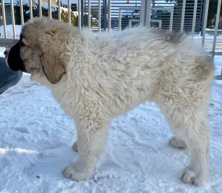 Pyrenean Diamonds of Galicia 2