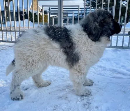 Pyrenean Diamonds of Galicia 5