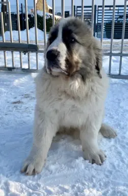 Pyrenean Diamonds of Galicia 7