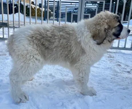 Pyrenean Diamonds of Galicia 8