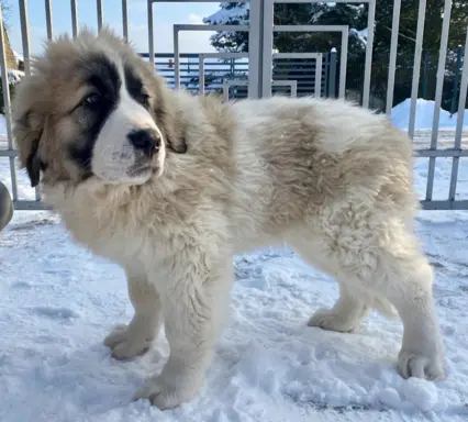 Pyrenean Diamonds of Galicia 9