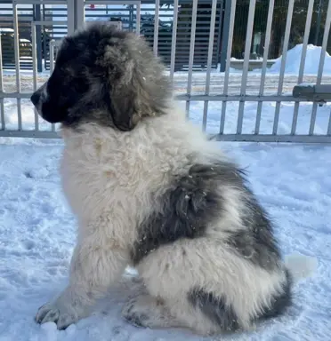 Pyrenean Diamonds of Galicia 3