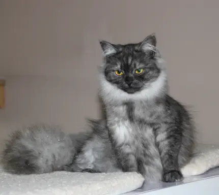 Hodowla - SyberianOsw 4