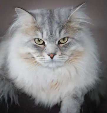 Hodowla - SyberianOsw 5