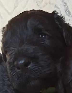 Hodowla - Perla Negra 1