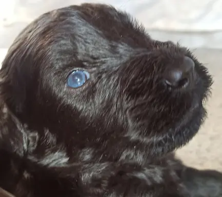 Hodowla - Perla Negra 2