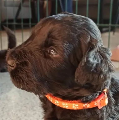 Hodowla - Perla Negra 3