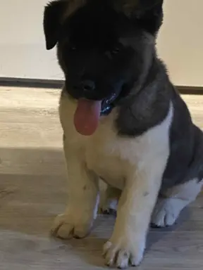 Hodowla - Zwiazku Kynologiczny PolsceFSI Fertili 1