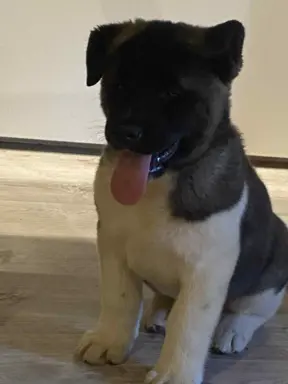 Hodowla - Zwiazku Kynologiczny PolsceFSI Fertili 3