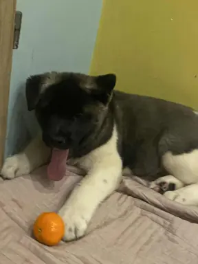 Hodowla - Zwiazku Kynologiczny PolsceFSI Fertili 4