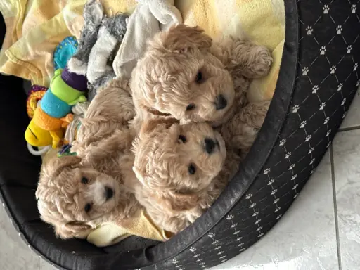 Hodowla - Duma Roztocza 1