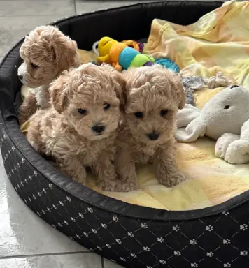 Hodowla - Duma Roztocza 4