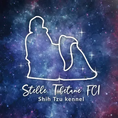 Hodowla - Stelle Tibetane (FCI) 1