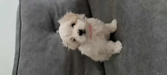 Hodowla - Lusesitkowo 2