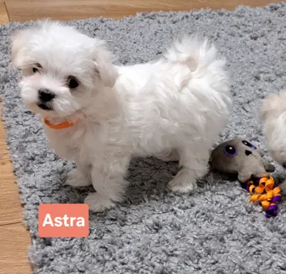 Hodowla - Lusesitkowo 3