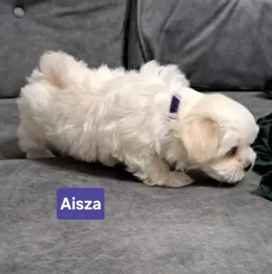 Hodowla - Lusesitkowo 5