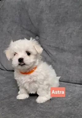 Hodowla - Lusesitkowo 4