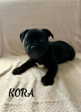 Hodowla - Lily Team 1