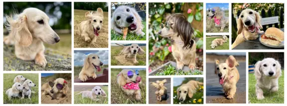 Hodowla - Kingas Cream Dachshund Kingdom 1