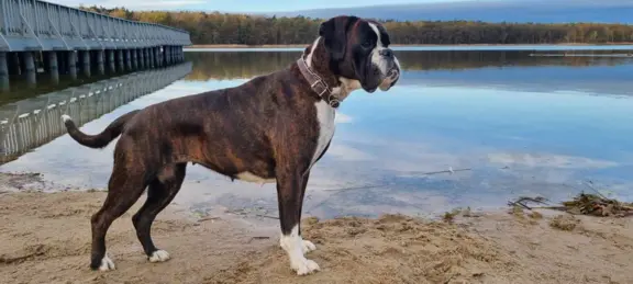 Hodowla - z Jurajskiej Krainy FCI 1