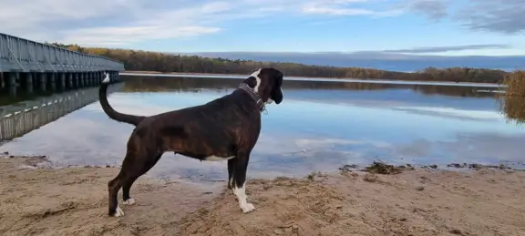 Hodowla - z Jurajskiej Krainy FCI 2