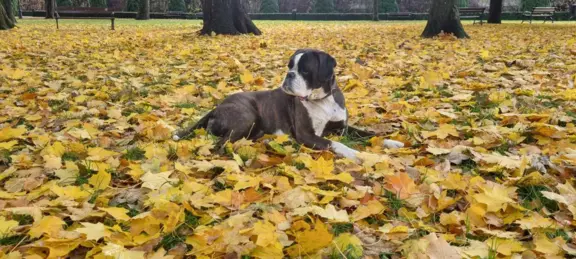 Hodowla - z Jurajskiej Krainy FCI 3