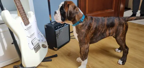 Hodowla - z Jurajskiej Krainy FCI 5