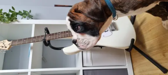 Hodowla - z Jurajskiej Krainy FCI 6