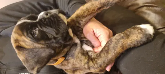 Hodowla - z Jurajskiej Krainy FCI 7