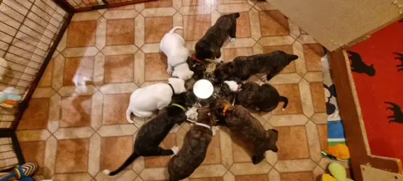 Hodowla - z Jurajskiej Krainy FCI 8