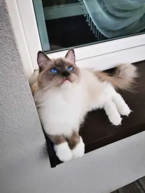 Hodowla - Elragdar Pl 3