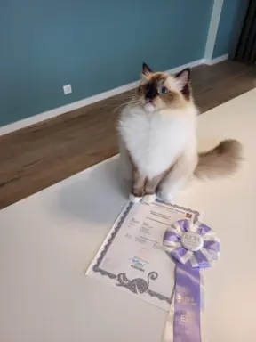 Hodowla - Elragdar Pl 2