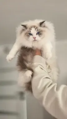 Hodowla - Elragdar Pl 1