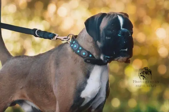 Hodowla - BRAVE HEART 1