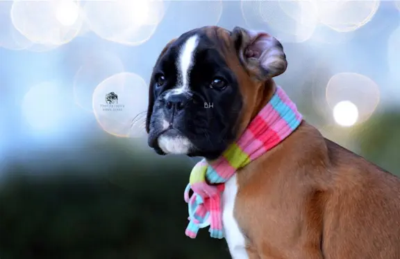 Hodowla - BRAVE HEART 3